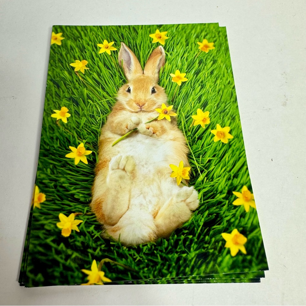 4 Avanti Greeting cards - bunny on back with flowers
Holiday: Easter